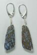 Light Blue Agatized Dinosaur Bone (Gembone) Earrings #54078-1